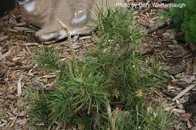 Attēlu rezultāti vaicājumam “Pinus banksiana”