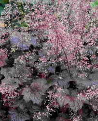 Image result for Heuchera `Palace Purple`
