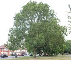 Attēlu rezultāti vaicājumam “Fraxinus excelsior Pendula fruit”