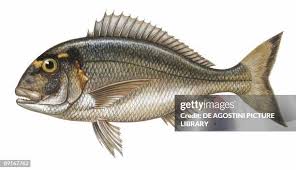 Image result for Sparus aurata