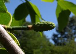 Attēlu rezultāti vaicājumam “Magnolia acuminata fruit”
