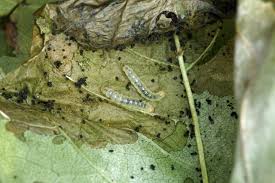 Attēlu rezultāti vaicājumam “Gracillaria syringella imago”