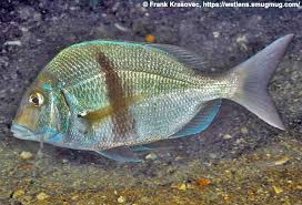 Image result for Stenotomus chrysops