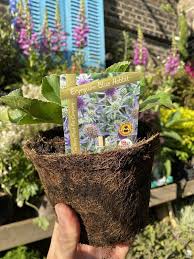 Image result for Eryngium `Blue Hobbit`