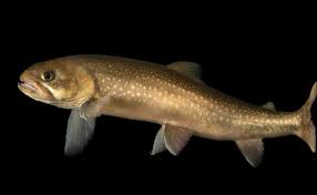 Image result for Salvelinus alpinus