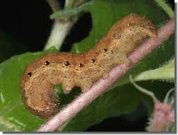 Attēlu rezultāti vaicājumam “Noctua fimbriata imago”