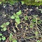 Attēlu rezultāti vaicājumam “Viola collina leaf”