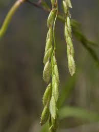 Attēlu rezultāti vaicājumam “Leersia oryzoides”