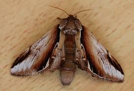 Attēlu rezultāti vaicājumam “Pheosia gnoma”