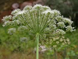 Attēlu rezultāti vaicājumam “Laserpitium latifolium”