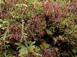 Attēlu rezultāti vaicājumam “Nowellia curvifolia”