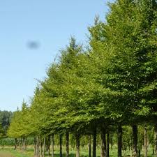 Attēlu rezultāti vaicājumam “Tilia platyphyllos Laciniata”