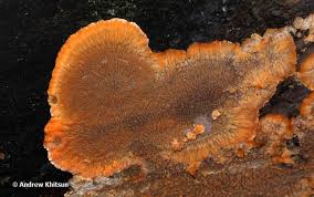 Attēlu rezultāti vaicājumam “Phlebia radiata”