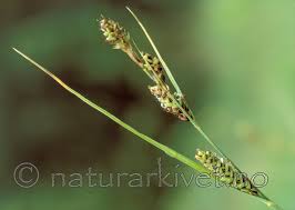 Attēlu rezultāti vaicājumam “Carex hartmanii”