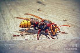 Attēlu rezultāti vaicājumam “Vespa crabro”