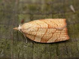 Attēlu rezultāti vaicājumam “Pandemis”