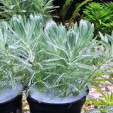 「綠羽毛」的圖片搜尋結果