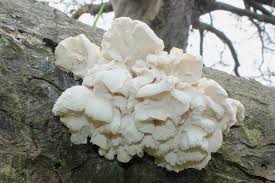 Attēlu rezultāti vaicājumam “Hericium cirrhatum”