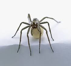 Attēlu rezultāti vaicājumam “Lycosidae”