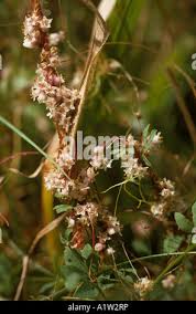 Attēlu rezultāti vaicājumam “Cuscuta epithymum subsp. trifolii flower”