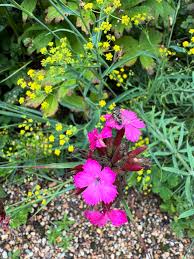 Image result for Dianthus carthusianorum