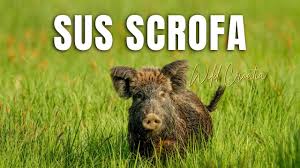 Attēlu rezultāti vaicājumam “Sus scrofa”