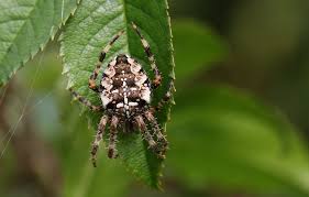 Attēlu rezultāti vaicājumam “Araneus diadematus”