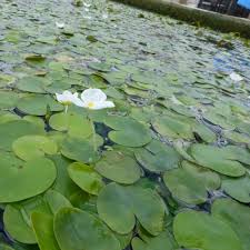 Attēlu rezultāti vaicājumam “Hydrocharis morsus-ranae”