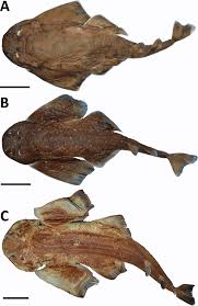 Image result for Squatina dumeril