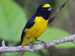 Attēlu rezultāti vaicājumam “Euura acutifoliae”