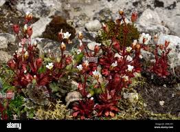Attēlu rezultāti vaicājumam “Saxifraga tridactylites fruit”
