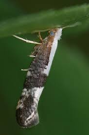 Attēlu rezultāti vaicājumam “Argyresthia spinosella”