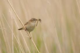 Attēlu rezultāti vaicājumam “Acrocephalus schoenobaenus adult”