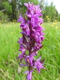Attēlu rezultāti vaicājumam “Dactylorhiza ochroleuca leaf”