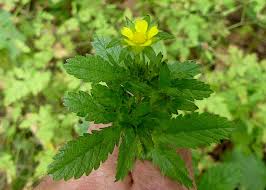 Attēlu rezultāti vaicājumam “Potentilla norvegica leaf”