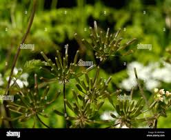 Attēlu rezultāti vaicājumam “Chaerophyllum aromaticum fruit”