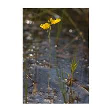 Attēlu rezultāti vaicājumam “Utricularia intermedia leaf”