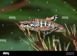 Attēlu rezultāti vaicājumam “Podisma pedestris”
