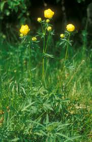 Image result for Trollblume