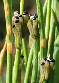 Attēlu rezultāti vaicājumam “Neodiprion sertifer larva”