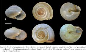 Attēlu rezultāti vaicājumam “Fruticola fruticum”