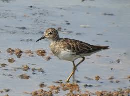Image result for Calidris subminuta