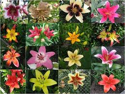 Image result for Lilie