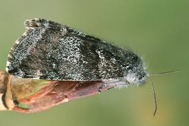 Attēlu rezultāti vaicājumam “Boudinotiana notha”