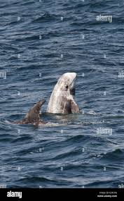 Image result for Grampus griseus