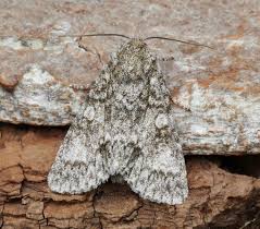 Attēlu rezultāti vaicājumam “Acronicta megacephala”