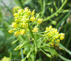 Attēlu rezultāti vaicājumam “Rorippa palustris leaf”