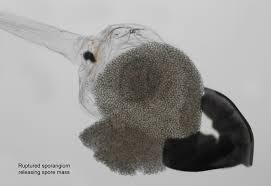 Attēlu rezultāti vaicājumam “Pilobolus crystallinus”