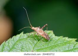 Attēlu rezultāti vaicājumam “Phytocoris varipes”