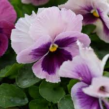Image result for Viola x wittrockiana `Hiemalis`